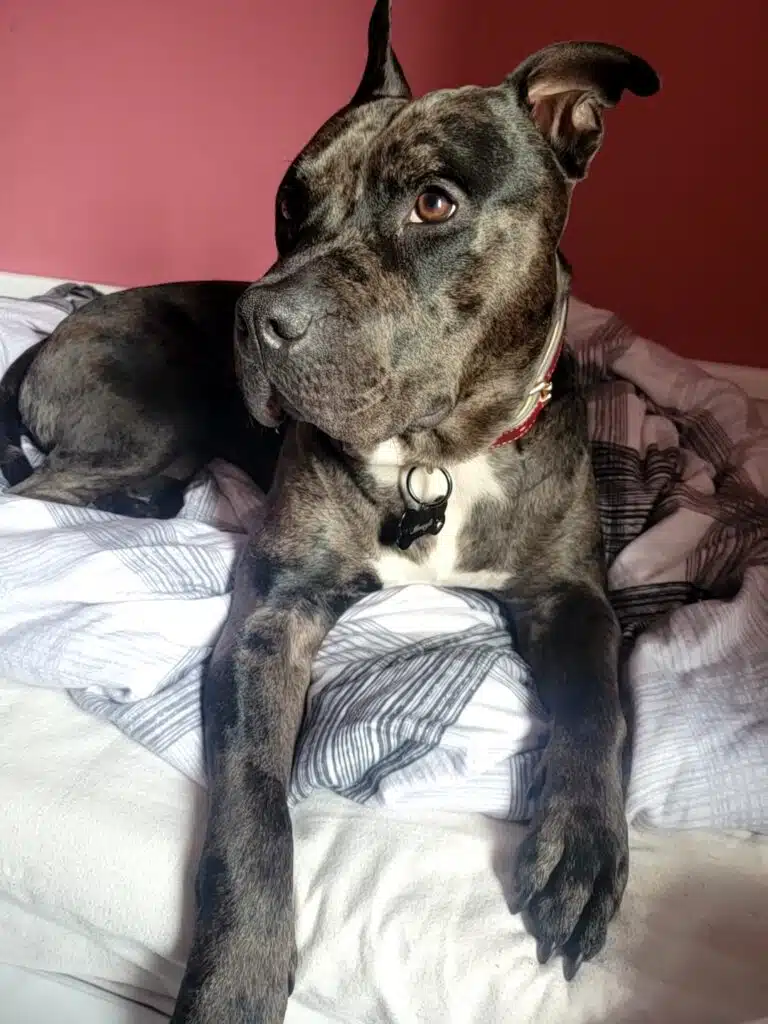 Carys Duckworth's dog, Mowgli